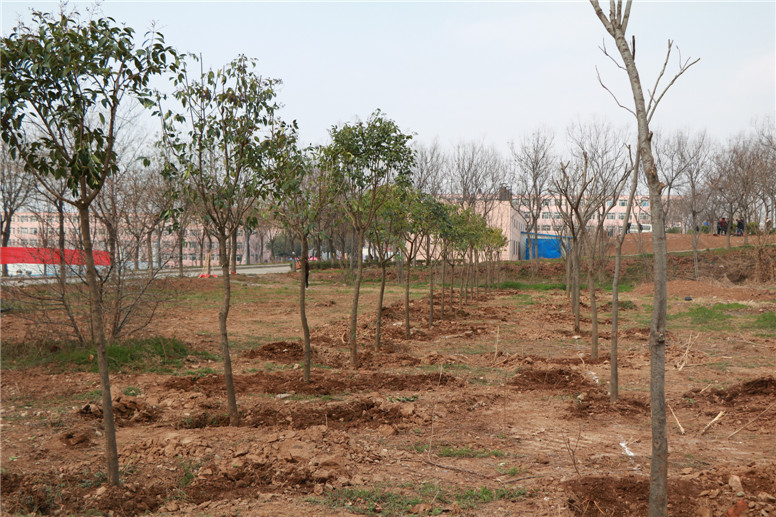 种下树苗 播下希望 师生共建绿色校园